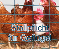 Verdacht der Geflügelpest in einem Betrieb in Hamfelde bestätigt