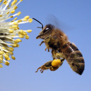 Amerikanische Faulbrut der Bienen (AFB) in Bad Oldesloe amtlich festgestellt