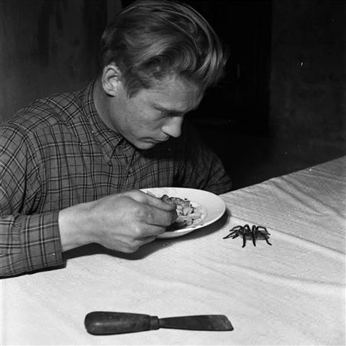 Günther Raupeter beim Essen, rechts neben Teller eine Vogelspinne