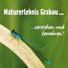 Naturerlebnis im Grabauer Wald