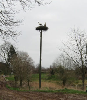 Grönwohld