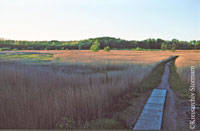 Steg im Brenner Moor