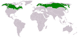 Verbreitung der borealen Nadelwälder (boreale Zone)