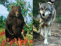 Bär und Wolf