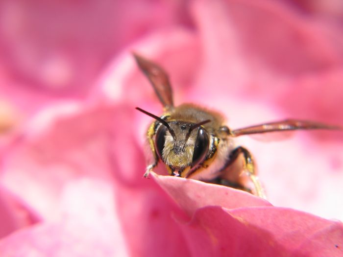 Eröffnung der Bienen-Ausstellung mit Vorträgen und Podiumsdiskussion