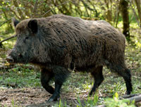 Europäisches Wildschwein