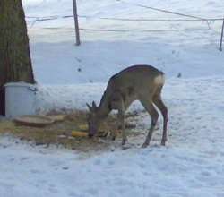 Winterfütterung