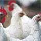 Geflügelpest: Aufstallungspflicht für Geflügel auf Stormarner Gebiet
