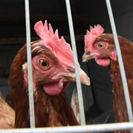 Aufhebung von festgelegten Beobachtungsgebieten zum Schutz gegen die Geflügelpest durch Wildvögel im Kreis Stormarn